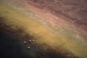 Tim Fitzharris - Lesser Flamingo flock of four flying over soda flats at the edge of Lake Magadi, Kenya