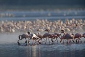 Tim Fitzharris - Lesser Flamingo group feeding enmass in the shallow waters of Lake Bogoria, Kenya, Africa