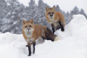 Tim Fitzharris - Red Fox pair in snow fall showing the black and red markings of their cross phase, Montana