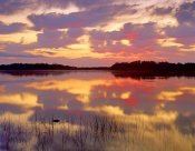 Tim Fitzharris - American Alligator surfacing in Nine Mile Pond at sunrise, Everglades National Park, Florida
