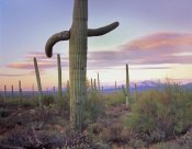 Tim Fitzharris - Saguaro cactus field with Sierrita Mountains in the background, Saguaro National Park, Arizona