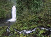 Tim Fitzharris - Multnomah Falls cascading through temperate rainforest, Columbia River Gorge near Portland, Oregon