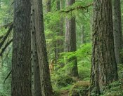 Tim Fitzharris - Old growth forest of Western Red Cedar Grove of the Patriarchs, Mount Rainier National Park, Washington