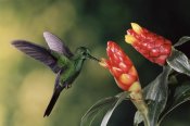 Michael and Patricia Fogden - Green-crowned Brilliant hummingbird, feeding and pollinating Spiral Flag ginger flowers, Monteverde Cloud Forest Reserve, Costa Rica