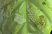 Michael and Patricia Fogden - Reticulated Glass Frogs guarding two clutches of eggs, each at different stages of development, Costa Rica