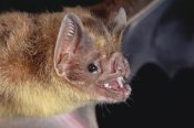 Michael and Patricia Fogden - Vampire Bat portrait, Costa Rica