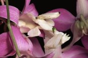 Michael and Patricia Fogden - Orchid Mantis and orchid flower, Malaysia