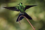 Michael and Patricia Fogden - Green-crowned Brilliant male, cloud forest, Costa Rica