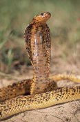 Michael and Patricia Fogden - Cape Cobra speckled morph, in defensive display, showcasing hood threat, Africa