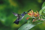 Michael and Patricia Fogden - Blue-chested Hummingbird albino male feeding at and pollinating flowers lowland rainforest, Costa Rica