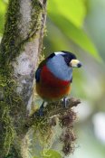 Steve Gettle - Toucan Barbet, Ecuador