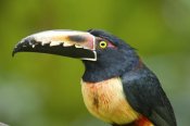 Steve Gettle - Collared Aracari, Costa Rica