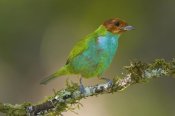 Steve Gettle - Bay-headed Tanager, Costa Rica