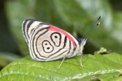 Steve Gettle - Eighty-nine butterfly, Ecuador