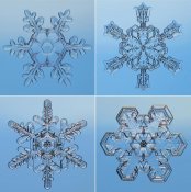 Steve Gettle - Snowflakes seen through microscope