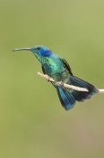 Steve Gettle - Green Violet-ear hummingbird, Costa Rica