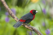 Steve Gettle - Crimson-collared Tanager male, Costa Rica