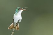 Steve Gettle - Andean Emerald hummingbird calling, Ecuador