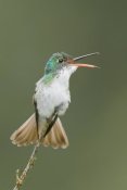 Steve Gettle - Andean Emerald hummingbird calling, Ecuador