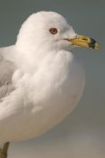 Steve Gettle - Ring-billed Gull, Fort Desoto Park, Florida