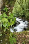 Steve Gettle - Creek flowing through rainforest, Costa Rica
