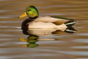 Steve Gettle - Mallard swimming, Kellogg Bird Sanctuary, Michigan