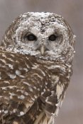 Steve Gettle - Barred Owl in winter, Howell Nature Center, Michigan