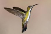 Steve Gettle - Veraguan Mango hummmingbird female flying, Costa Rica