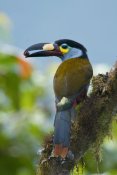 Steve Gettle - Plate-billed Mountain-Toucan feeding on fruit, Ecuador