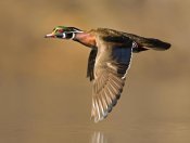 Steve Gettle - Wood Duck male flying, Lapeer State Game Area, Michigan