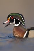 Steve Gettle - Wood Duck male calling, Lapeer State Game Area, Michigan