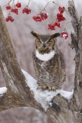 Steve Gettle - Great Horned Owl in winter, Howell Nature Center, Michigan