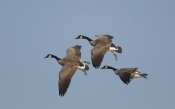 Steve Gettle - Canada Goose trio flying, Kellogg Bird Sanctuary, Michigan