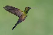 Steve Gettle - Red-footed Plumeleteer hummingbird male flying, Costa Rica