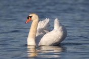 Steve Gettle - Mute Swan swimming, Kensington Metropark, Milford, Michigan