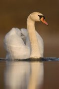 Steve Gettle - Mute Swan swimming, Kensington Metropark, Milford, Michigan