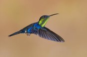 Steve Gettle - Violet-crowned Woodnymph hummingbird male flying, Costa Rica