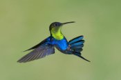 Steve Gettle - Violet-crowned Woodnymph hummingbird male flying, Costa Rica