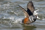 Steve Gettle - Harlequin Duck male taking flight, Barnegat Light, New Jersey