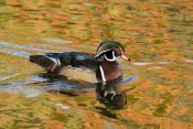 Steve Gettle - Wood Duck male in breeding plumage, North Chagrin Reservation, Ohio