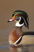 Steve Gettle - Wood Duck male in breeding plumage, Lapeer State Game Area, Michigan