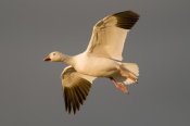Steve Gettle - Snow Goose flying, Bosque del Apache National Wildlife Refuge, New Mexico