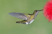 Steve Gettle - White-necked Jacobin hummingbird female feeding on flower nectar, Costa Rica