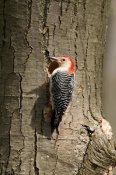 Steve Gettle - Red-bellied Woodpecker male at nest cavity, Huron Meadows Metropark, Michigan