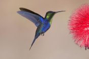 Steve Gettle - Violet-crowned Woodnymph hummingbird male feeding on flower nectar, Costa Rica