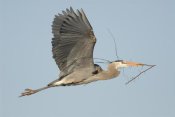 Steve Gettle - Great Blue Heron flying with nest material, Kensington Metropark, Milford, Michigan