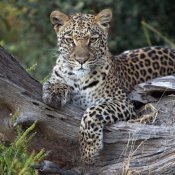 Sergey Gorshkov - Leopard resting, Botswana