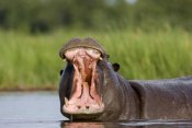 Vincent Grafhorst - Hippopotamus male displaying, Moremi Game Reserve, Okavango Delta, Botswana