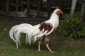 Angela Hampton - Domestic Chicken, Red Saddled Yokohama cock