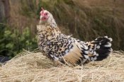 Angela Hampton - Domestic Chicken, Sable Poot, Lemon Mill Fleur hen